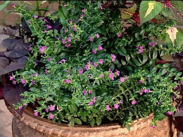 mexican heather is woody annual mexican heather is woody annual