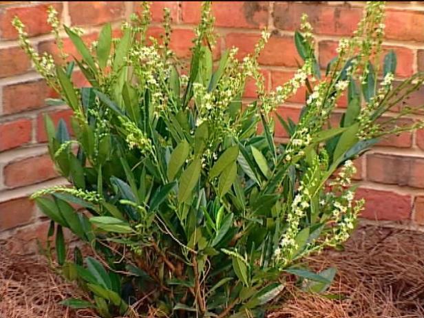 otto luyken laurel is used frequently as hedge otto luyken laurel is used frequently as hedge