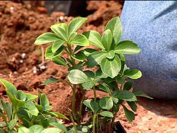 japanese pachysandra is spreading groundcover japanese pachysandra is spreading groundcover