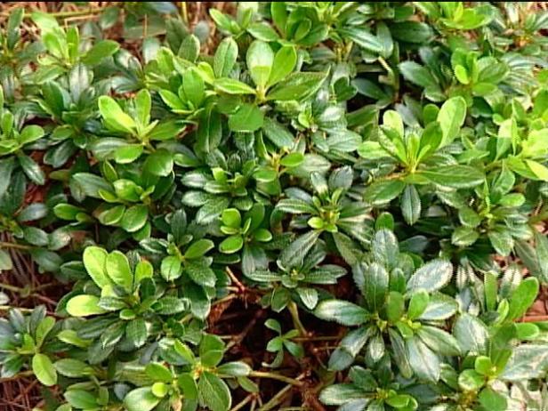 gumpo pink azalea is compact, evergreen shrub gumpo pink azalea is compact, evergreen shrub