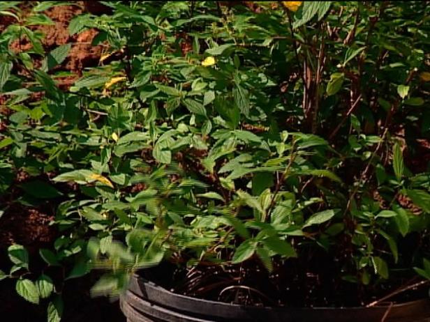shirobana spirea is on invasive watch list shirobana spirea is on invasive watch list