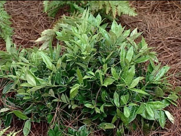 carissa holly has single sharp point on leaf carissa holly has single sharp point on leaf