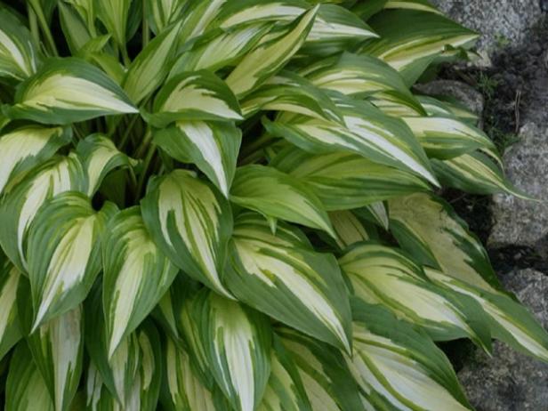 cherry berry hosta is variegated white and green cherry berry hosta is variegated white and green