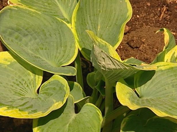 aureomarginata hosta is streaked with gold aureomarginata hosta is streaked with gold