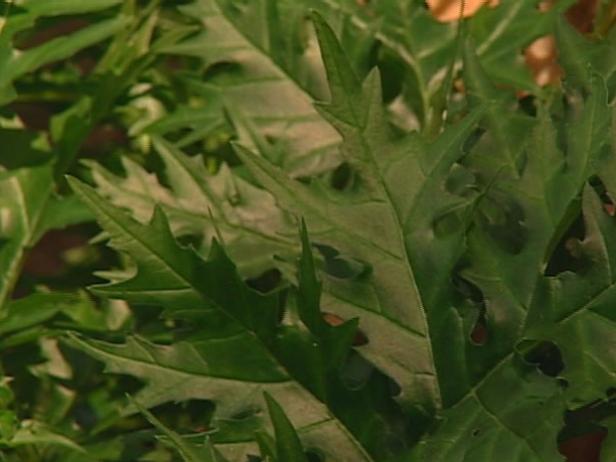 bear breeches is noted for large spiny foliage bear breeches is noted for large spiny foliage
