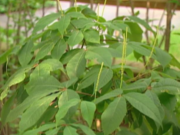 bigleaf goldenray is perennial with bold foliage bigleaf goldenray is perennial with bold foliage