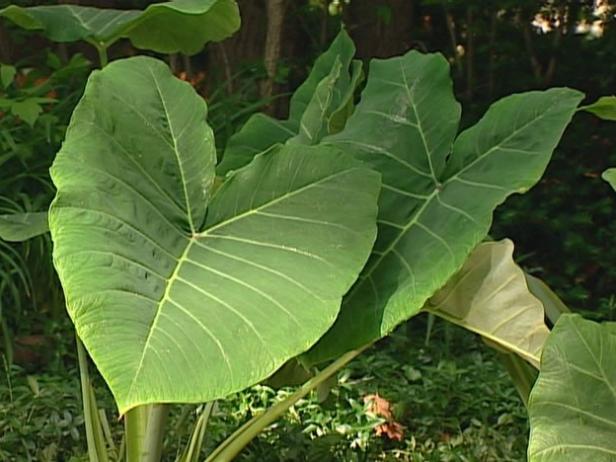 elephant ears are noted for their bold foliage elephant ears are noted for their bold foliage