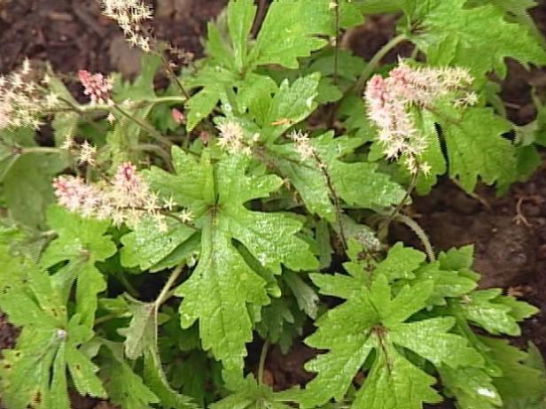 foam flower is clump forming perennial foam flower is clump forming perennial