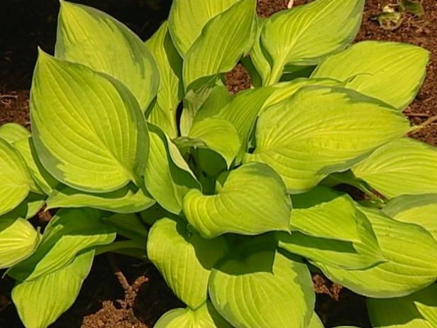 gold standard hosta has golden foliage gold standard hosta has golden foliage
