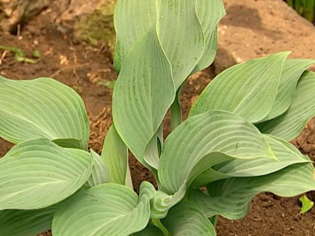 krossa regal hosta has upright blue foliage krossa regal hosta has upright blue foliage