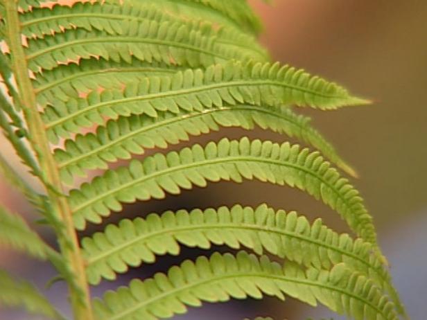 ostrich fern reaches up to four feet ostrich fern reaches up to four feet