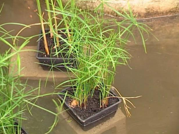 umbrella flat sedge is invasive in wetlands umbrella flat sedge is invasive in wetlands