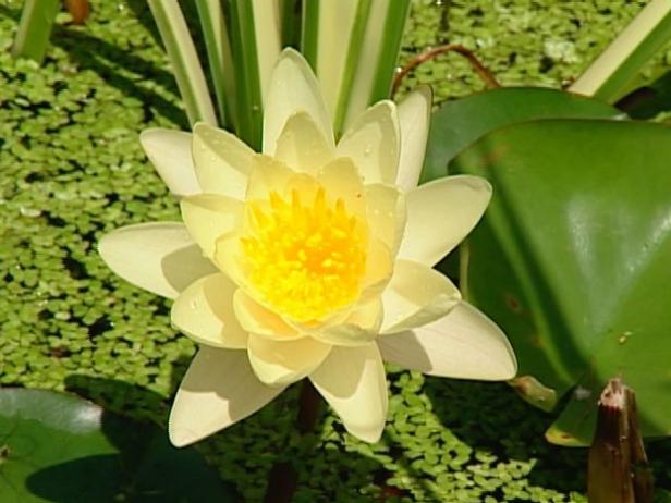 water lily is floating,deciduous aquatic perennial water lily is floating,deciduous aquatic perennial