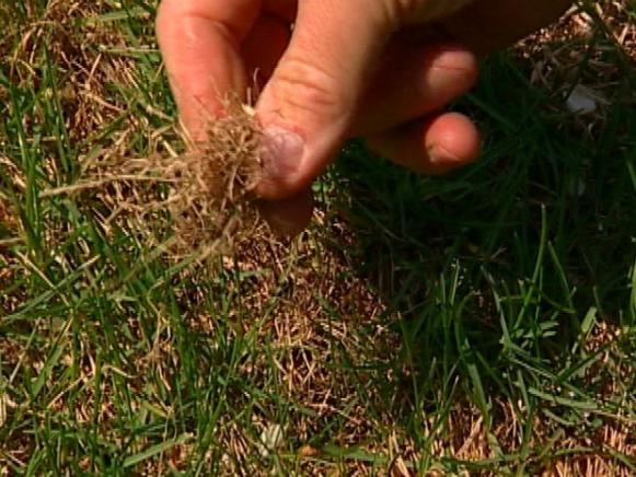 thatch prevents nutrients from getting to roots thatch prevents nutrients from getting to roots