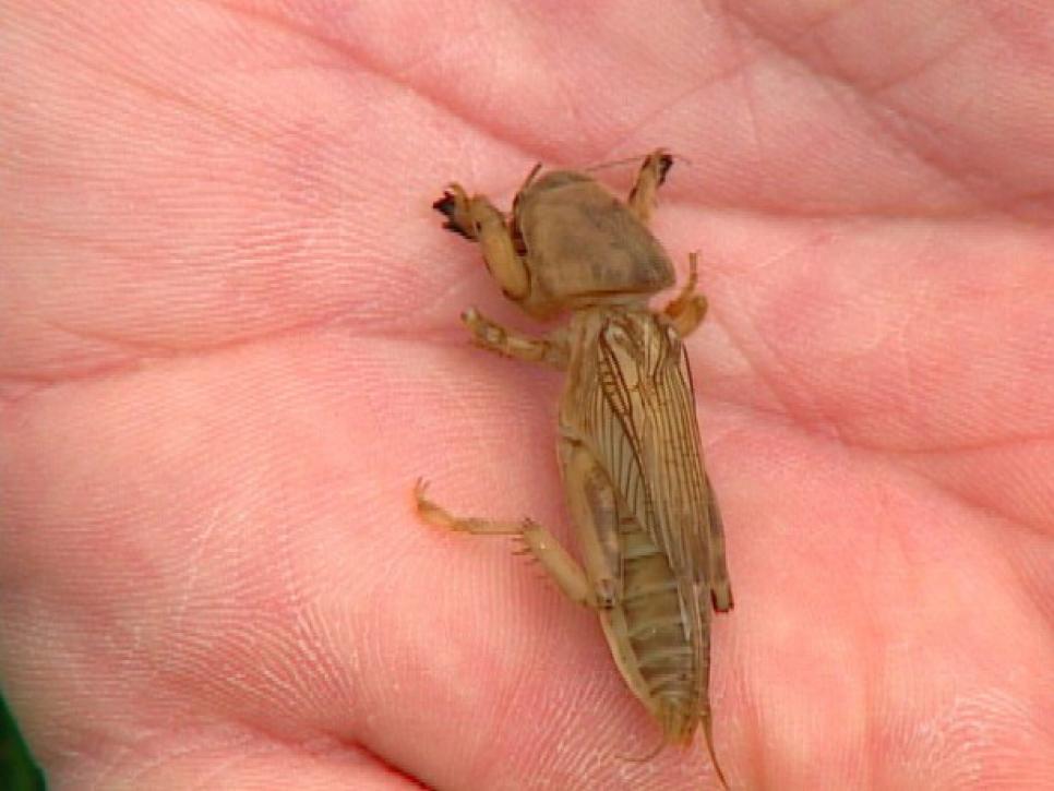 How to Identify and Get Rid of Common Lawn Pests DIY