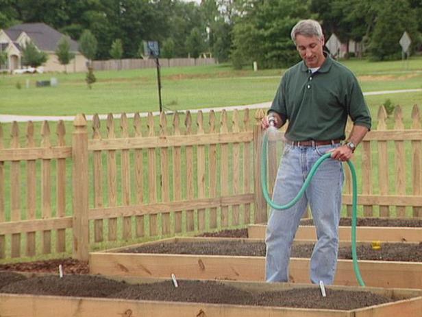 water and fertilize squash plants for rapid growth water and fertilize squash plants for rapid growth