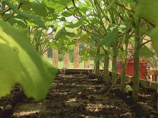 PIck Okra Pods Often PIck Okra Pods Often