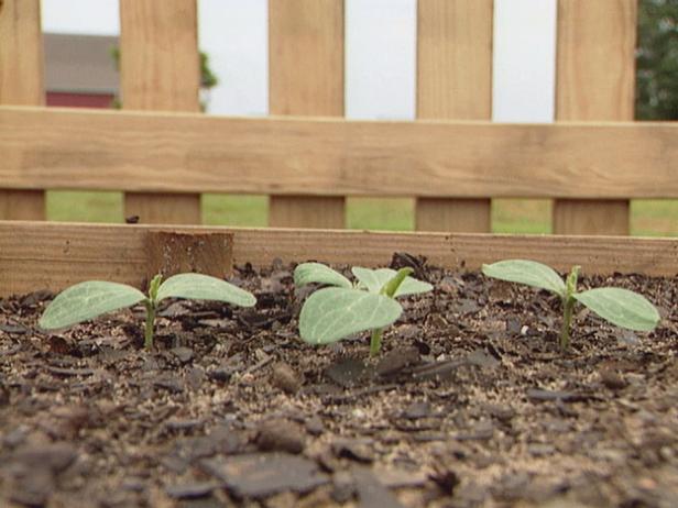 Thin Watermelon Seedlings Thin Watermelon Seedlings