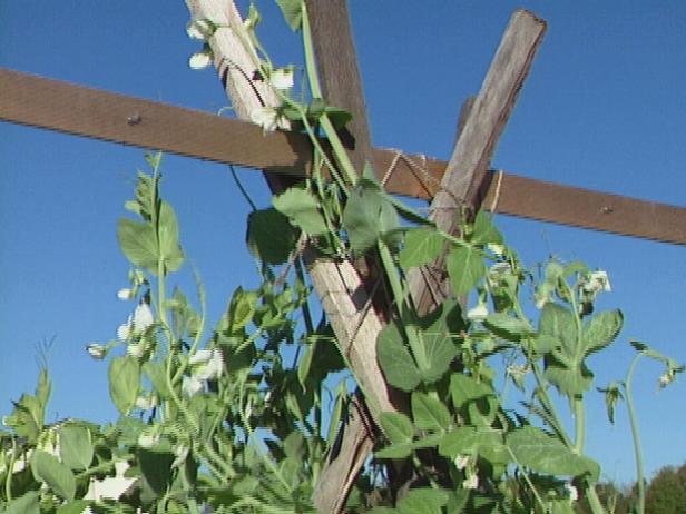 peas grow well when supported by a trellis peas grow well when supported by a trellis