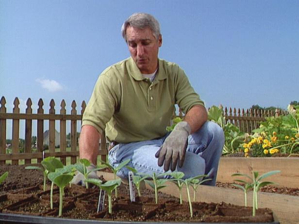 Transplant Squash Seedlings Transplant Squash Seedlings