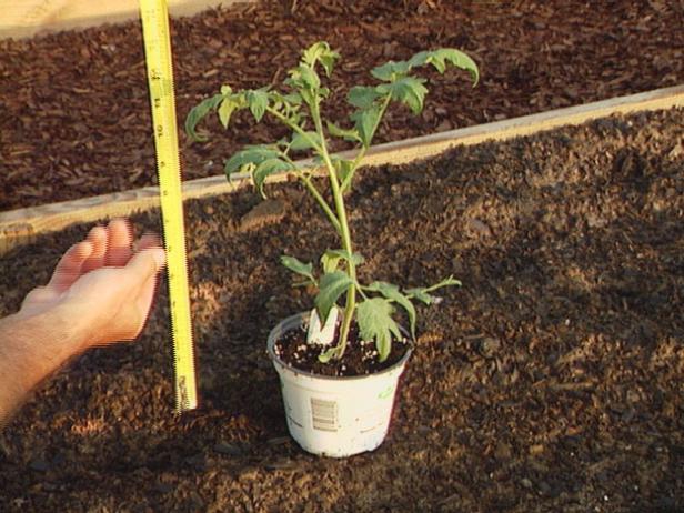 dig hole based on size of plant dig hole based on size of plant