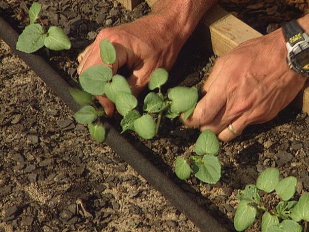 Care For Okra Seedlings Care For Okra Seedlings