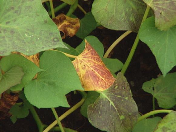 wilt attacks plants from the inside and causes rot wilt attacks plants from the inside and causes rot