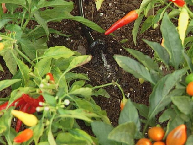 terra cotta pepper garden yields colorful peppers terra cotta pepper garden yields colorful peppers