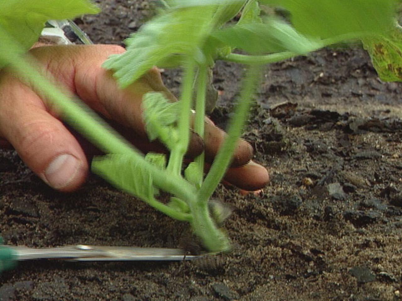 how-to-grow-summer-squash