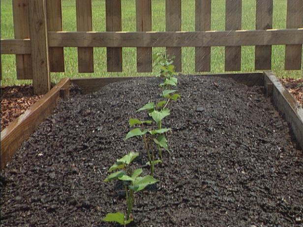 Water Sweet Potato Slips Once Planted Water Sweet Potato Slips Once Planted
