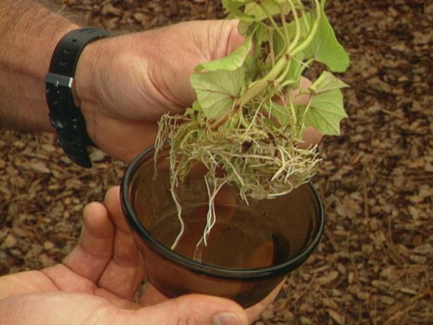 Root Sweet Potato Slips Root Sweet Potato Slips