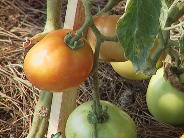 today tomatoes are popular around the world today tomatoes are popular around the world