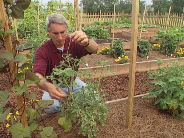 strips of panty hose used to secure tomato plants strips of panty hose used to secure tomato plants