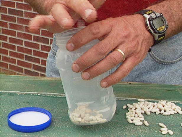 Spray Bean Seeds with Water Spray Bean Seeds with Water