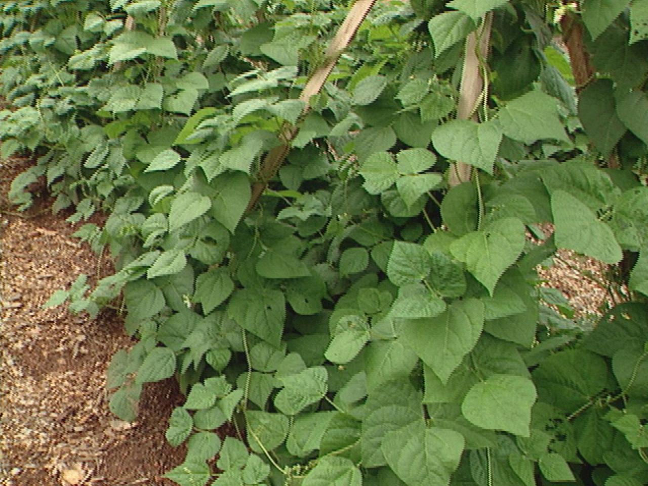 How To Grow Pole And Bush Beans 