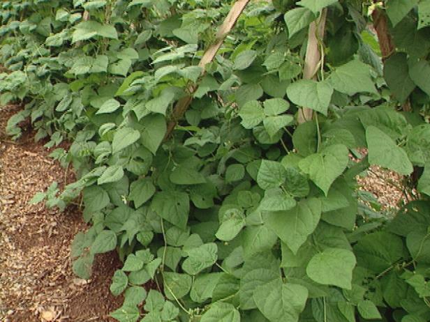 Water and Fertilize Climbing Bean Plants Water and Fertilize Climbing Bean Plants