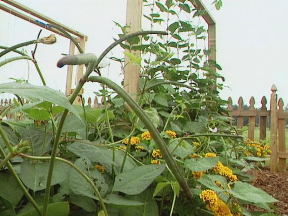 peas are easy to grow and perfect for small spaces peas are easy to grow and perfect for small spaces