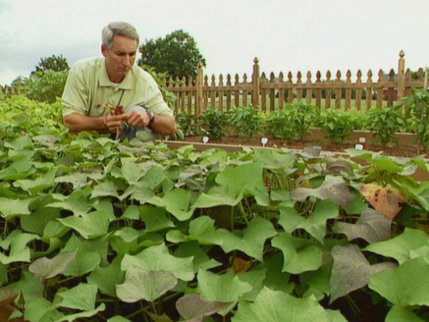 Plant Pea Seeds Plant Pea Seeds