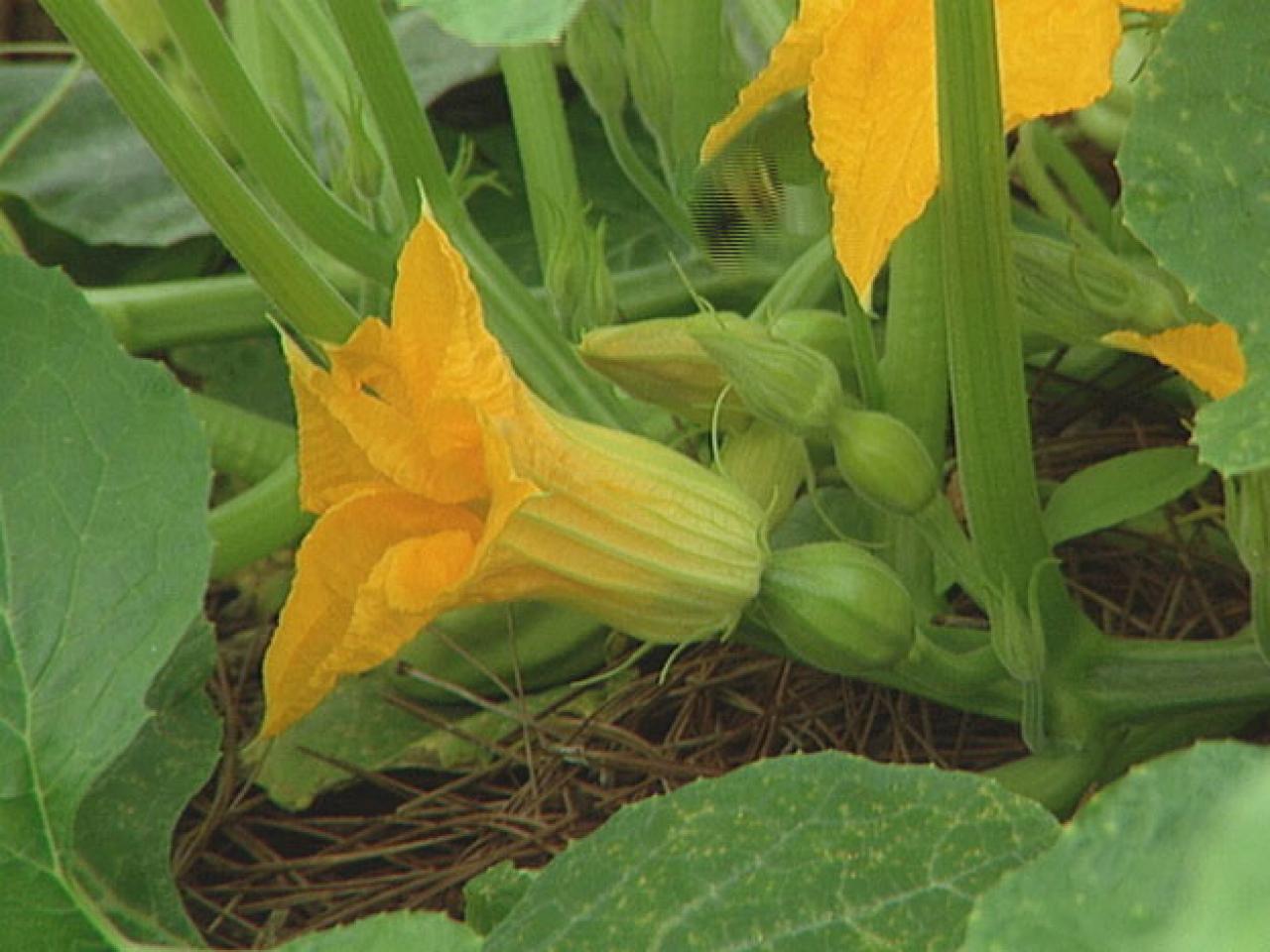 What Do Pumpkins Look Like When First Growing