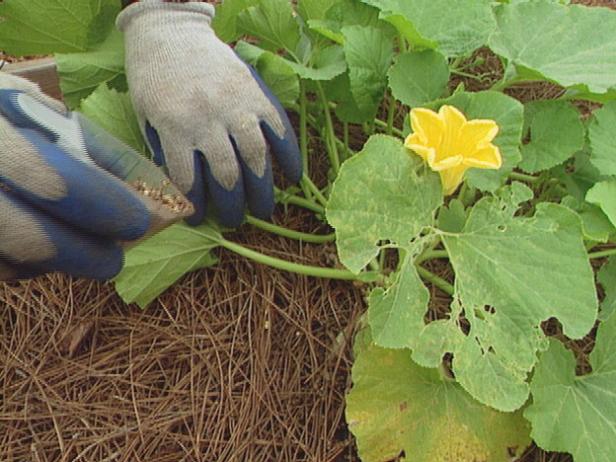 thin to one or two plants per hill for large fruit thin to one or two plants per hill for large fruit