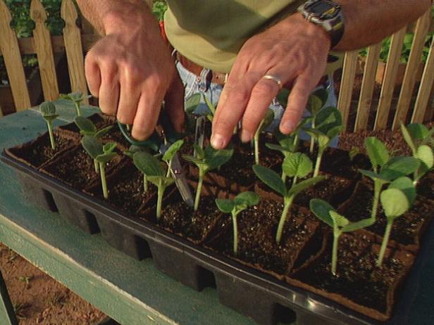 Thin Squash Seedlings with Scissors Thin Squash Seedlings with Scissors