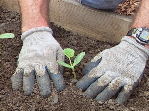 Learn more about the differences between the types of squashes -- and discover how you can grow every type successfully.