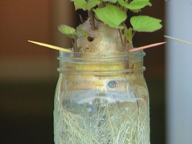 The slips need warmth, so put them on a window ledge or on top of a radiator. In a few weeks your potatoes will be covered with leafy sprouts on top and roots on the bottom.