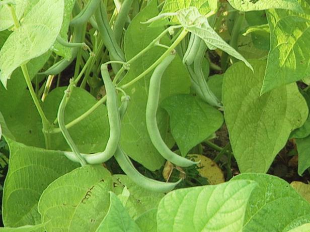 Harvest Beans Often Harvest Beans Regularly to Encourage Production