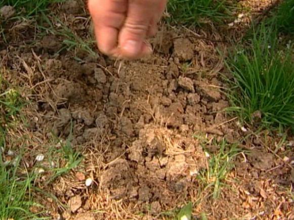 do not lay fresh sod on poor soil do not lay fresh sod on poor soil