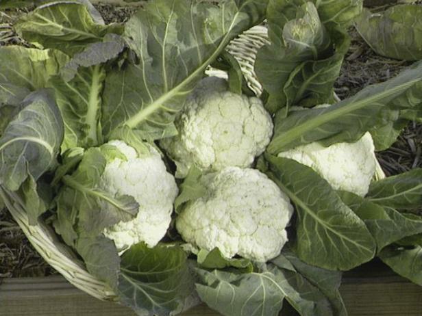 Pamper Cauliflower Pamper Cauliflower