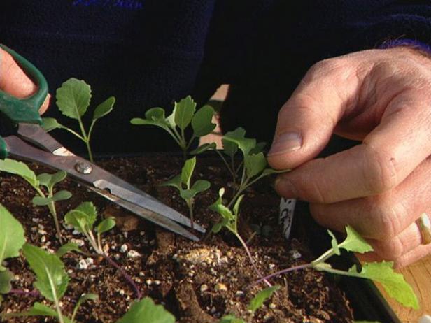 thin the seedlings using sharp clean scissors thin the seedlings using sharp clean scissors