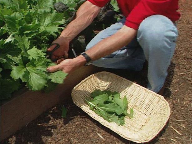 harvesting greens is simple and easy harvesting greens is simple and easy