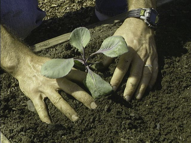 cabbage tree seedling