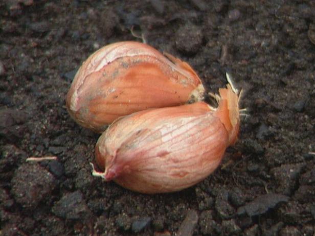 Grow Shallots and Garlic from Locally Grown Bulbs Grow Shallots and Garlic from Locally Grown Bulbs